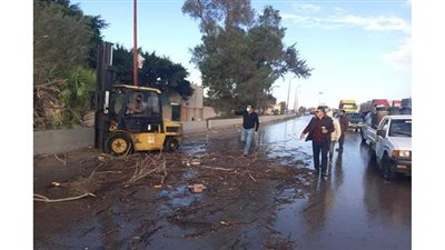 سقوط شجرة على الطريق الصحراوي بالإسكندرية