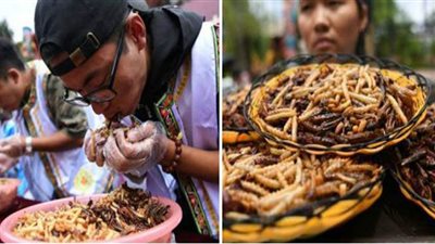 أكلات الحشرات والحيوانات حول العالم.. 