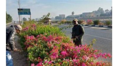 تشجير وتنظيف طريق الشادر والحبيل بالأقصر.. صور