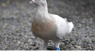 شهادة أمريكية تنقذ طائر من الإعدام في استراليا