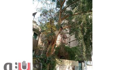 قص الأشجار بشارع كلية الزارعة للتجميل |صور