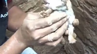 كلبة تنقذ صغارها بعد انهيار منزلا أعلاهم (فيديو وصور)