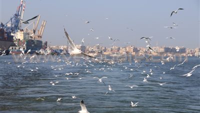 بالصور.. طيور النورس تحتفل بافتتاح قناة شرق بورسعيد