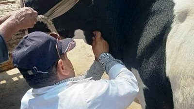 بيطري الشرقية: تحصين 1918 ماشية ضد البروسيلا والسل البقري 