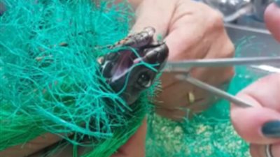 ثعبان يطلق سمه خلال عملية إنقاذه (صور)