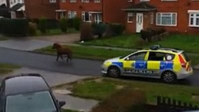 أربع سيارات شرطة تطارد حصانا هاربا (فيديو وصور)