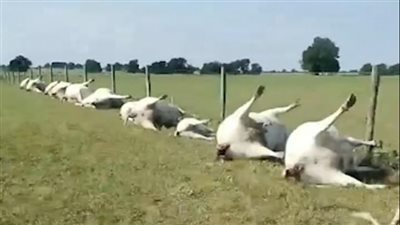 صاعقة برق تتسبب في نفوق 23 بقرة في مرة واحدة (فيديو وصور)