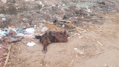 الحيوانات النافقة.. كارثة تهدد حياة 300 ألف مواطن بالشرقية (فيديو)