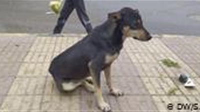 انتشار مرعب لداء الكلب باليمن في ظل الحرب والحصار