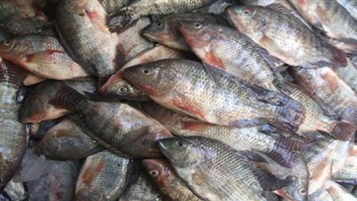 «الزراعة» تطرح كميات من الأسماك بأسعار مخفضة لأهالي سيناء