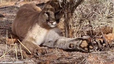 أسد يسقط فخ شباك صياد عن طريق الخطأ (فيديو وصور)