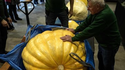 أكبر أنواع الخضراوات في معرض بريطاني (صور)