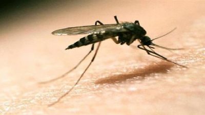 إصابة مراهق بفيروس زيكا في اليابان