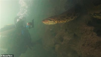 غواص يتفاجأ بأناكوندا تسبح معه في مياه النهر (فيديو وصور)