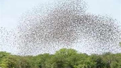 مكافحة الجراد: لا خسائر فى المحاصيل الزراعية بأسوان