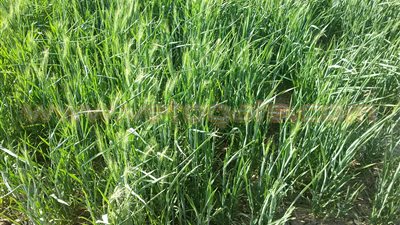 بالصور.. مزارعو القمح بقنا يشتكون من ارتفاع أسعار السماد