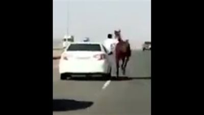 ماذا فعل شاب مع حصان يركض بأحد الطرق السريعة؟ (فيديو)