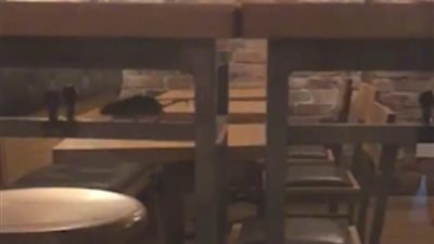 فأر يتجول داخل مطعم شهير في لندن (فيديو وصور)