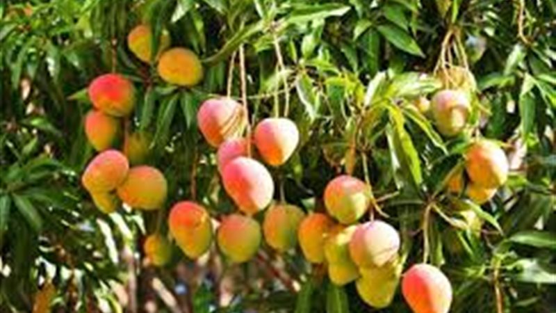  أشجار المانجو