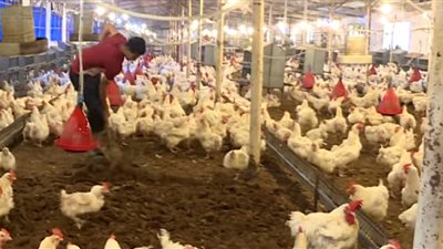 الزراعة: قرار وقف استيراد الدواجن مؤقت لحين استقرار الأسعار (فيديو)