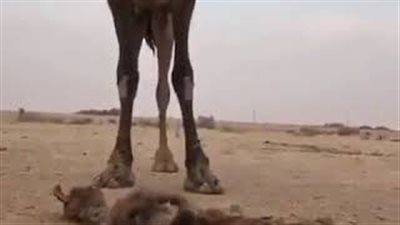 لقطات مؤثرة لناقة تبكي على صغيرها بعد وفاته بشهرين (فيديو)