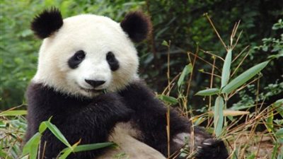 المدن اليابانية تتنافس لاستضافة الباندا العملاقة