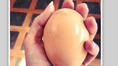 مزارع يحصل على مفاجأة غير متوقعة داخل بيضة (صور)