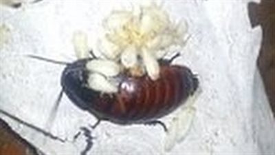 بالفيديو.. لقطات لـ«صرصار» مع صغاره حديثي الولادة