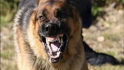 كلب يعقر 8 أشخاص بينهم أطفال بمدينة القرين في الشرقية