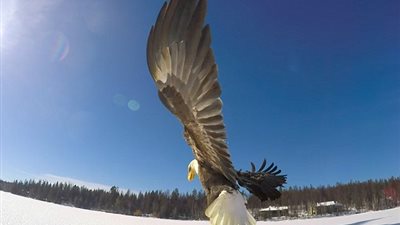 لحظة اقتناص نسر سمكة من بحيرة متجمدة (فيديو وصور)