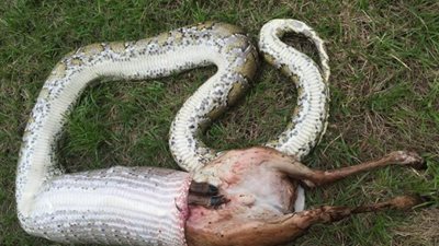 ثعبان يتقيأ غزالا أضخم منه في مشهد مروع (صور)