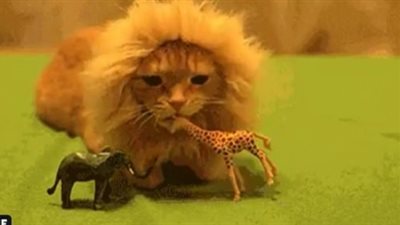 «أسد ولا قطة».. حيوان رصدته كاميرا مراقبة يثير جدلا عبر الإنترنت (فيديو وصور)