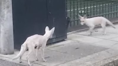 رصد ثعلبين نادرين يركضان بمدينة لندن (فيديو وصور)