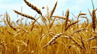 2665 جنيهًا لطن القمح بالغربية