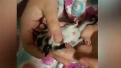 طفلة تنعش قلب حيوانها الأليف وتعيده للحياة (فيديو)