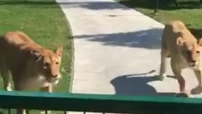 أسدان يستقبلان مربيتهما على طريقتهما الخاصة (فيديو)