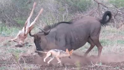 شاهد ماذا فعل حيوان بري لحماية صغيره من هجوم الثعالب (فيديو وصور)