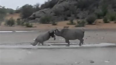 معركة شرسة بين وحيدي قرن مهددين بالانقراض (فيديو وصور)