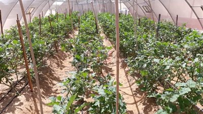 الوادى الجديد تستكمل تركيب 5 صوب بمدرسة الخارجة الزراعية (صور)