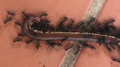 نمل يحمل حشرة مئات أضعاف وزنه (فيديو وصور)