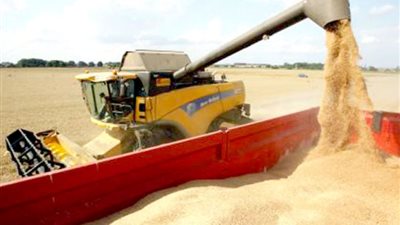 اليوم.. نظر استشكال استمرار وقف استيراد القمح الروسي المصاب بالإرجوت