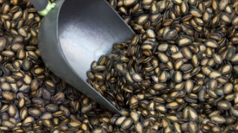 بذور البطيخ 