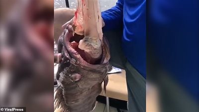 صيادون يتفاجئون بشيء غريب داخل فم سمكة (فيديو)