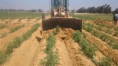 استمرار أعمال النظافة والتشجير وإزالة التعديات بيوسف الصديق بالفيوم (صور)