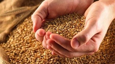 حجز إشكال استمرار تنفيذ حكم منع استيراد قمح الإرجوت للتقرير