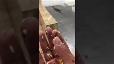 مطعم يقدم الطعام بصراصير في السعودية (فيديو)