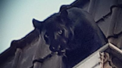 نمر أسود يفر من منزل صاحبه ويثير ذعر سكان بلدة فرنسية (فيديو وصور)