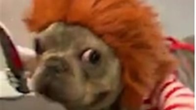 امرأة تحول قطها لكائن مرعب (فيديو وصور)