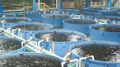 «الزراعة» تدرب أفارقة على الاستزراع السمكي