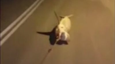 لقطات مروعة لسمكة قرش تنزف حتى الموت بعد جرها خلف سيارة (فيديو)